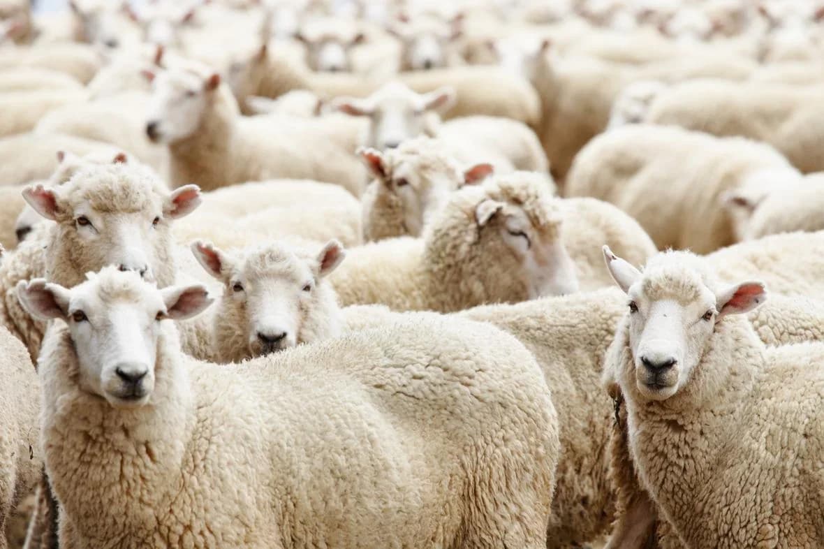 عێراق دەیان مەڕ بەهۆی تووشبوونیان بە پەتا رەوانەی جۆرجیا دەکاتەوە