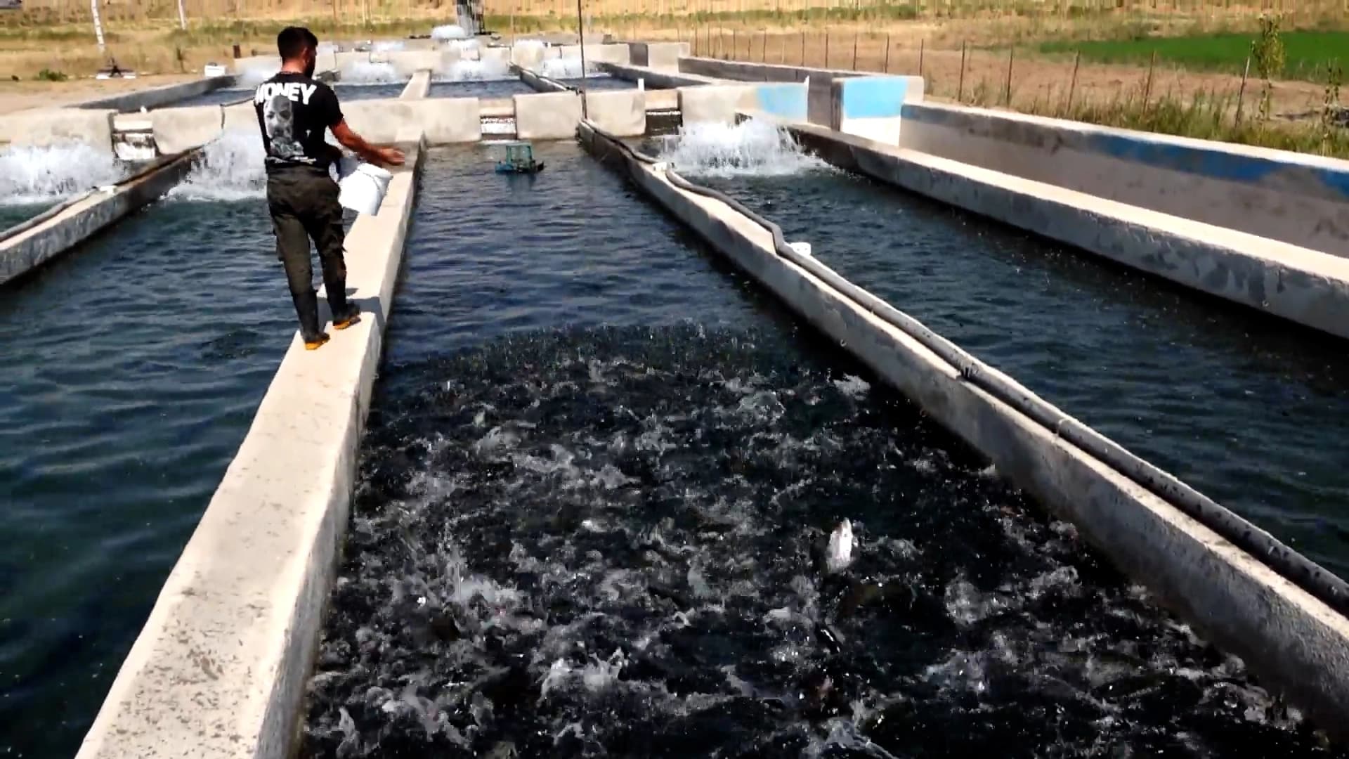 Weak market, rising costs challenge fish farmers in Iran’s Kurdistan province