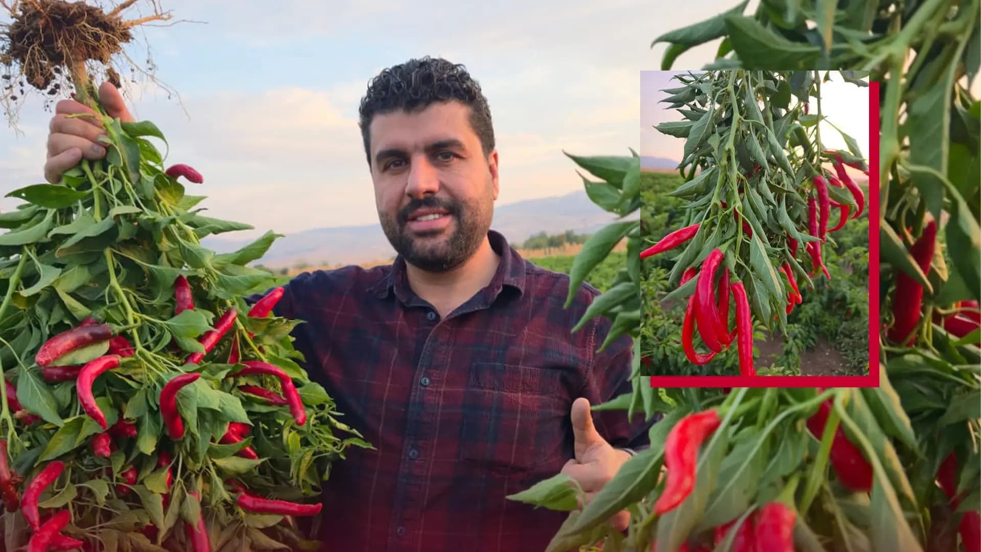 ساخنەبوونەوەی بیبەر 50 ملیۆن دینار زەرەر لە جووتیارێکی هەڵەبجە دەدات