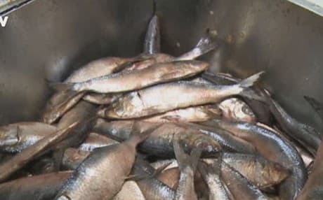 جەژنی "شنەبای نەسیم"ی فیرعەونەكان لە میسر بەڕێوەچوو