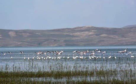 Van Gölü’nde 2 bin flamingo