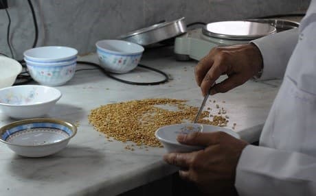 A government agricultural expert inspects wheat at the Erbil silo. Photo: Rudaw