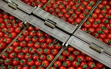 Crates of tomatoes. File photo: Rudaw