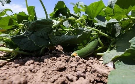 During the harvest season, prices for domestic produce like cucumber and watermelon  significantly goes down.  Photo: Rudaw/Farzin Hassan