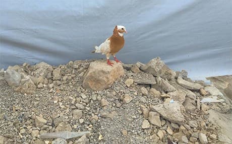 One of Emad’s birds. Photos: Zane Ziebell | Rudaw