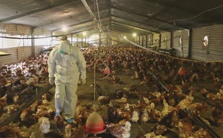 لە دیالە بەهۆی ئەنفلەوەنزای باڵندە 197 هەزار مریشک لەنێوبراون 