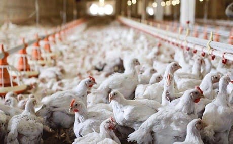 Producers and officials are calling for limits on the import of meat to help develop the sector. File photo: Rudaw