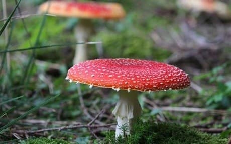 Poisonous mushrooms cause many casualties in Iran every spring. File photo: AFP