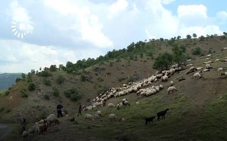 A shepherd from the Sidakan area is in stable condition in hospital in Erbil. File photo: Rudaw