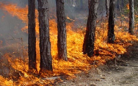Forest fire warning as July temperatures climb 