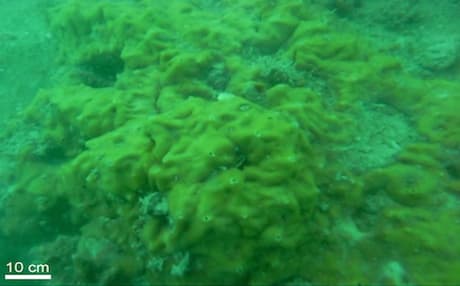 Living Coral Reef Found in Gulf for First Time