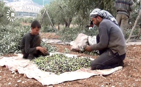 Çekdar nahêlin cotyarên Efrînê zeytê bifiroşin Helebê