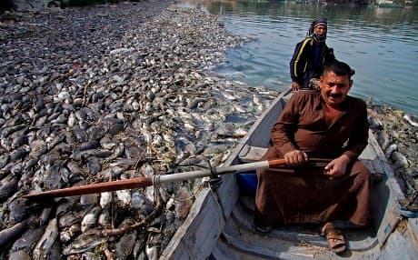 An Iraqi man steers his boat around dead fish from nearby farms floating on the Euphrates River near the town of Sadat al-Hindiya, north of the central Iraqi city of Hilla, on November 2, 2018. Photo: Haidar Hamdani/AFP