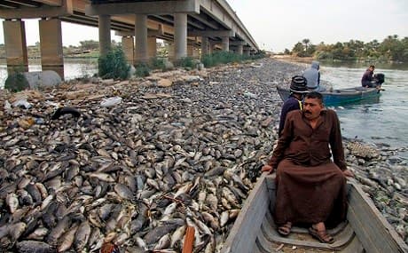 Iraqi men sit in boats amidst dead carp from nearby farms floating on the Euphrates river near the town of Sadat al-Hindiya, north of the central Iraqi city of Hilla, November 2, 2018. File photo: Haidar Hamdani / AFP
