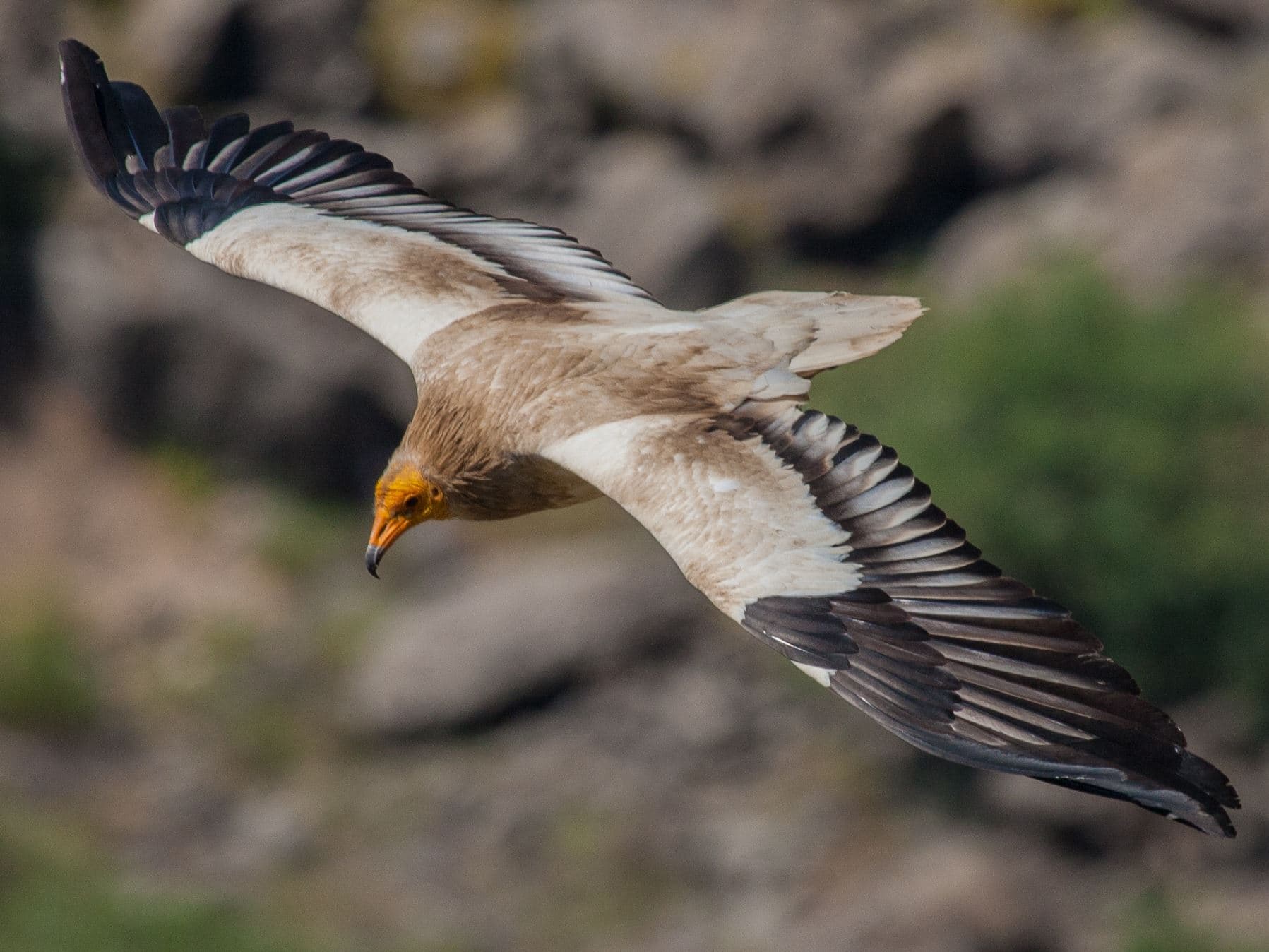 Coronavirus lockdown stalls endangered wildlife research