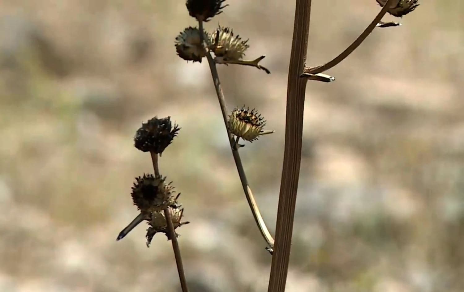 Brush charred by fires set by ISIS militants in Makhmour. Photo: Rudaw TV