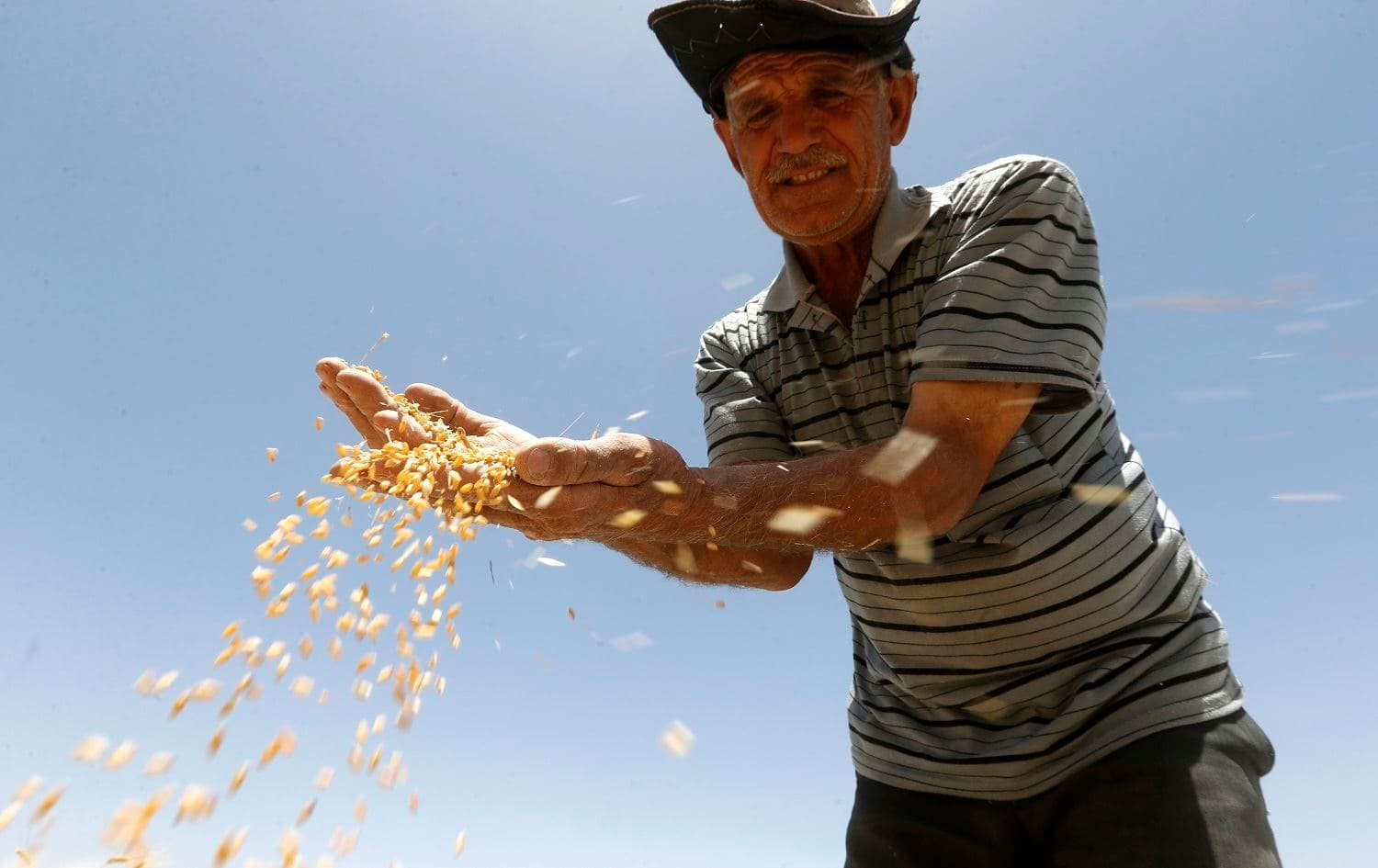 A farmer holds in his hands wheat kernels during the harvest season, in a field in the countryside of al-Kaswa, south of Syria's capital Damascus, on June 18, 2020. Photo: Louai Beshara/AFP