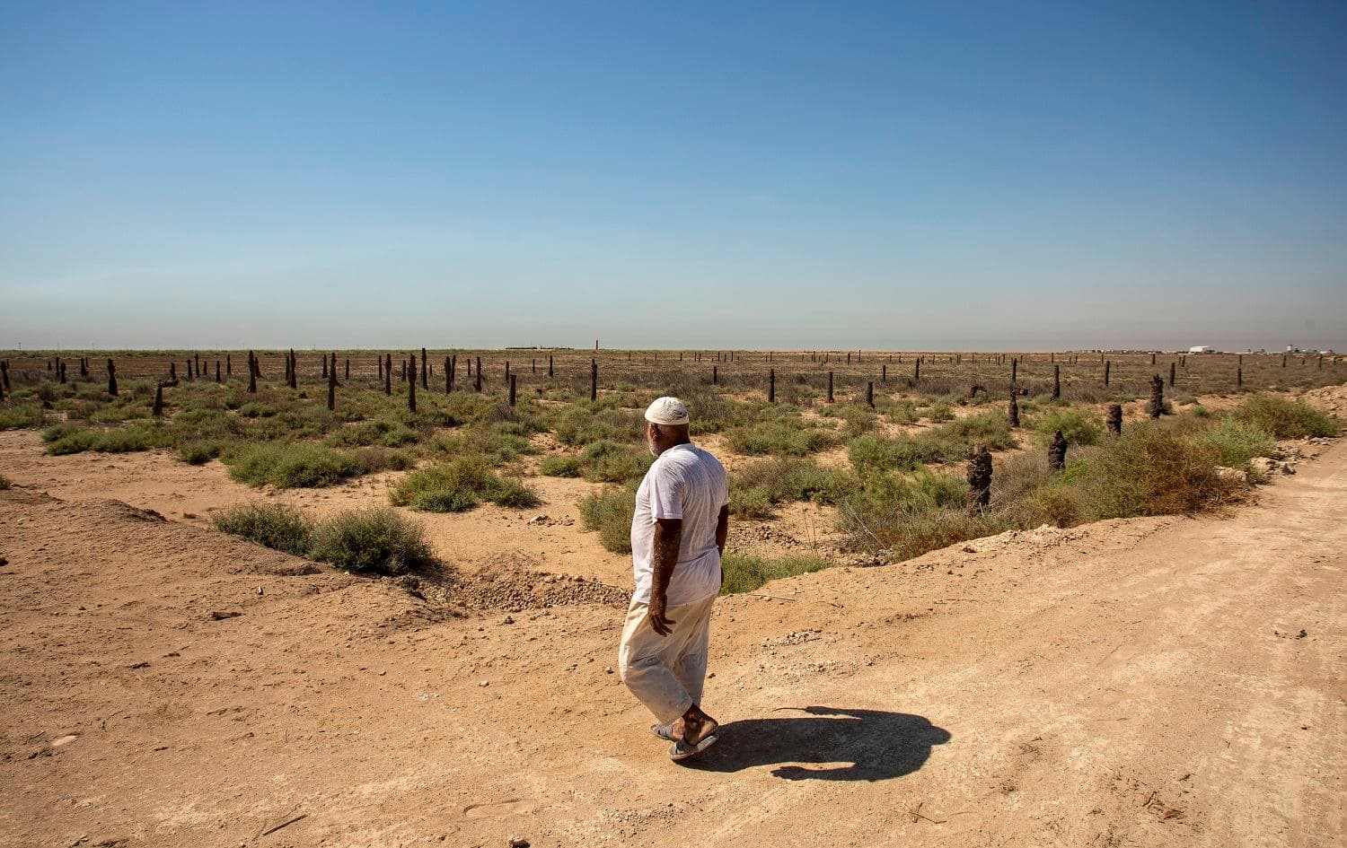 An Iraqi farmer looks at his land in Iraq's southern port city of al-Faw, 90 km south of Basra on August 17, 2020. Photo:Hussein Faleh/ AFP