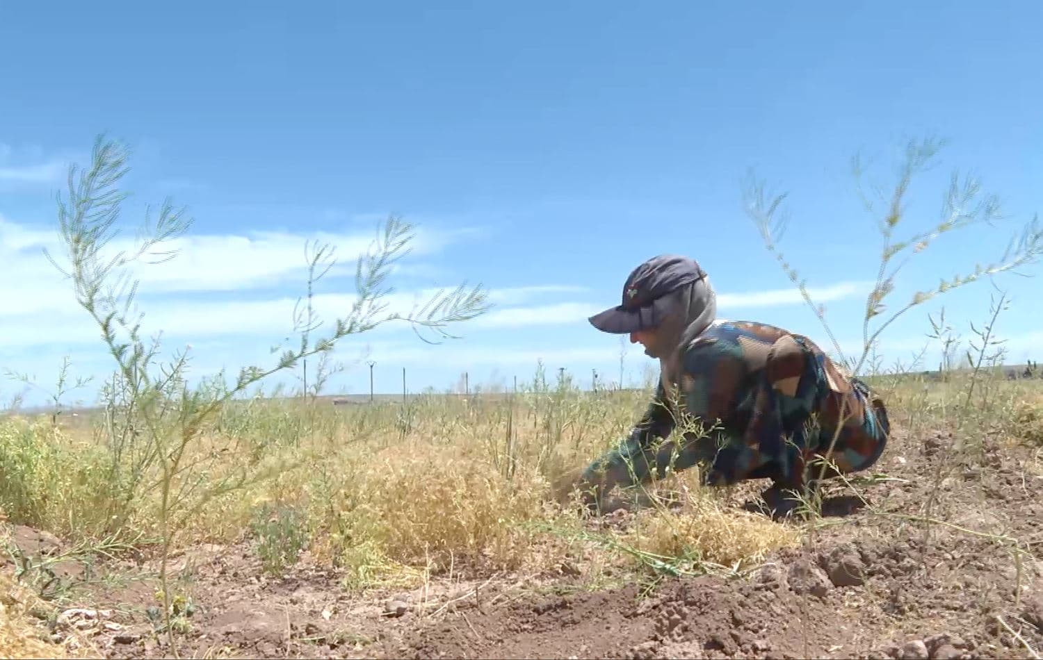Farmers in Syria’s Kobane struggle with drought