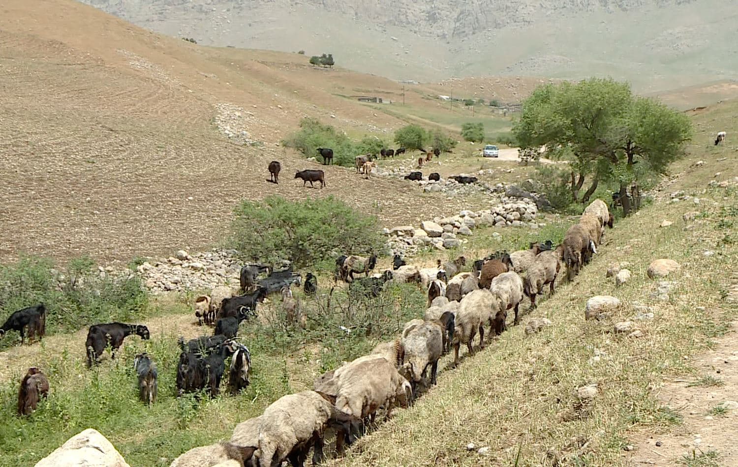 Kurdistan Region sheep farmers call for government support