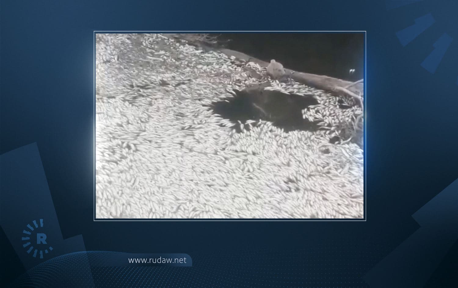 Thousands of fish die in Diyarbakir village