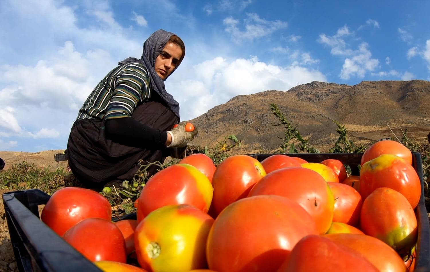 Tomato farmers say they’re making a loss