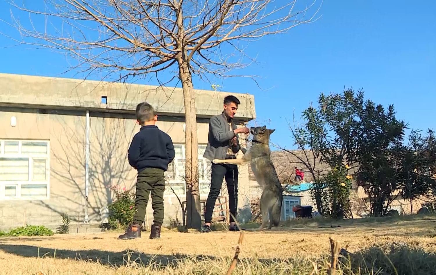 Family domesticates wolf in Erbil province 