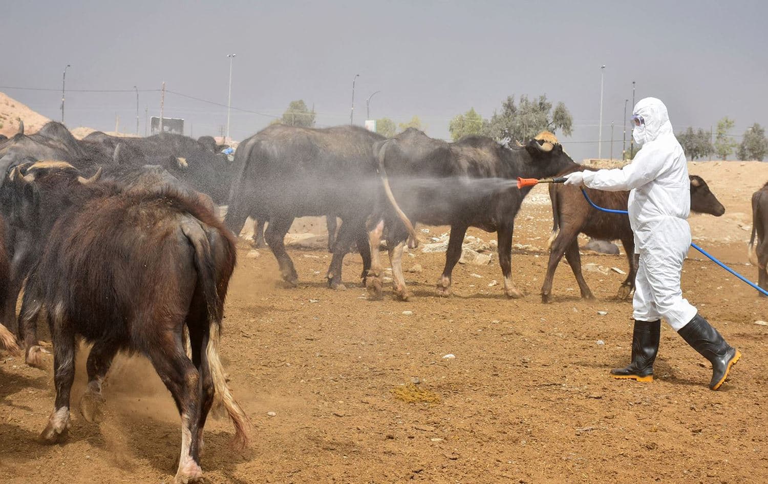 A member of a veterinary team sprays a farm's cattle and enclosures with disinfectant in Iraq's northern city of Kirkuk, on May 7, 2022. Photo: Shwan Nawzad/Rudaw