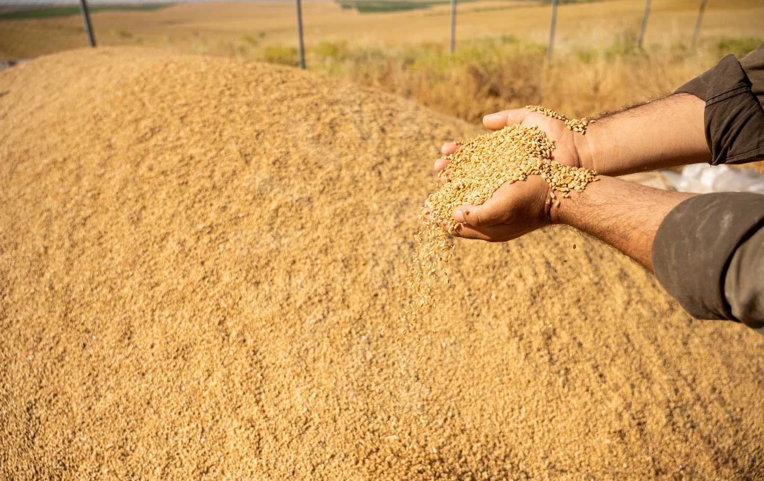 بەرهەمی گەنمی جووتیارێک. وێنە: بڵند تاهیر - رووداو 