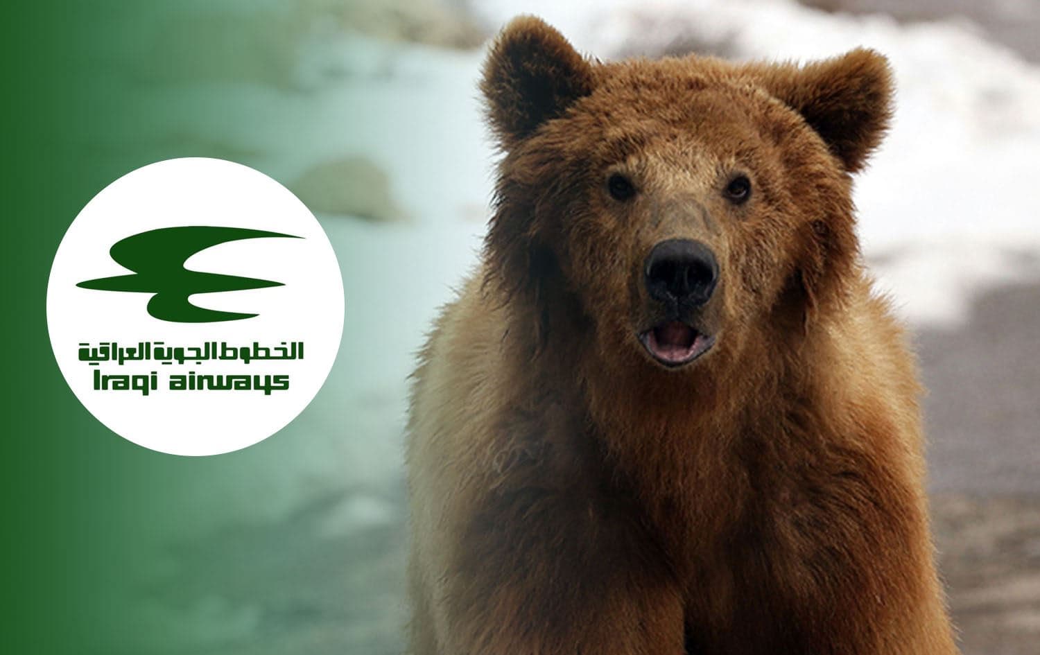 Logo of Iraqi airways and a bear. Photo: AFP, Graphic: Rudaw