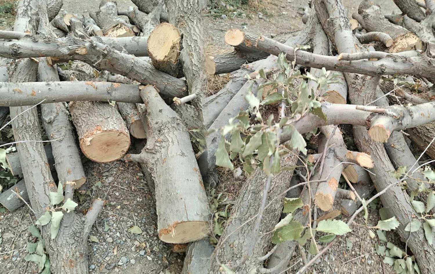 بڕینەوەی ژمارەیەک دار لە سلێمانی