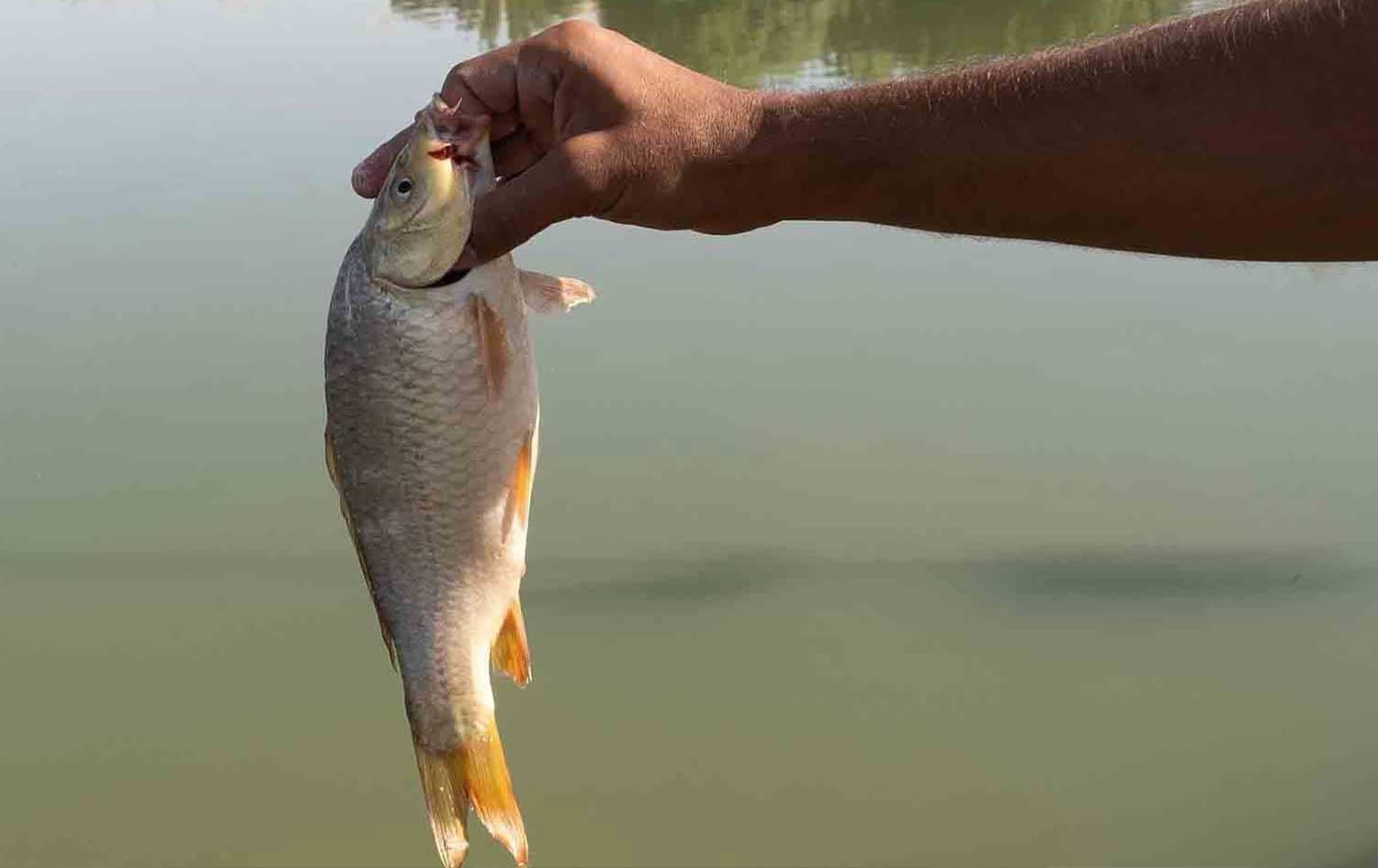 ماسییەک لە یەکێک لە حەوزەکانی سنووری پارێزگای هەولێر، وێنە: بڵند تاهیر - رووداو