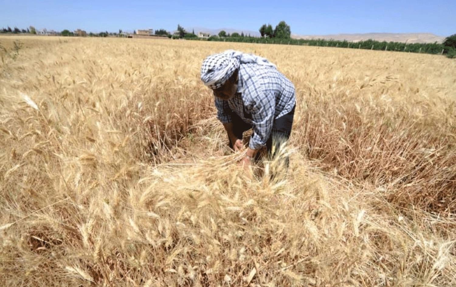 Zilamek genim diçine / Wêne: Reuters - Arşîv