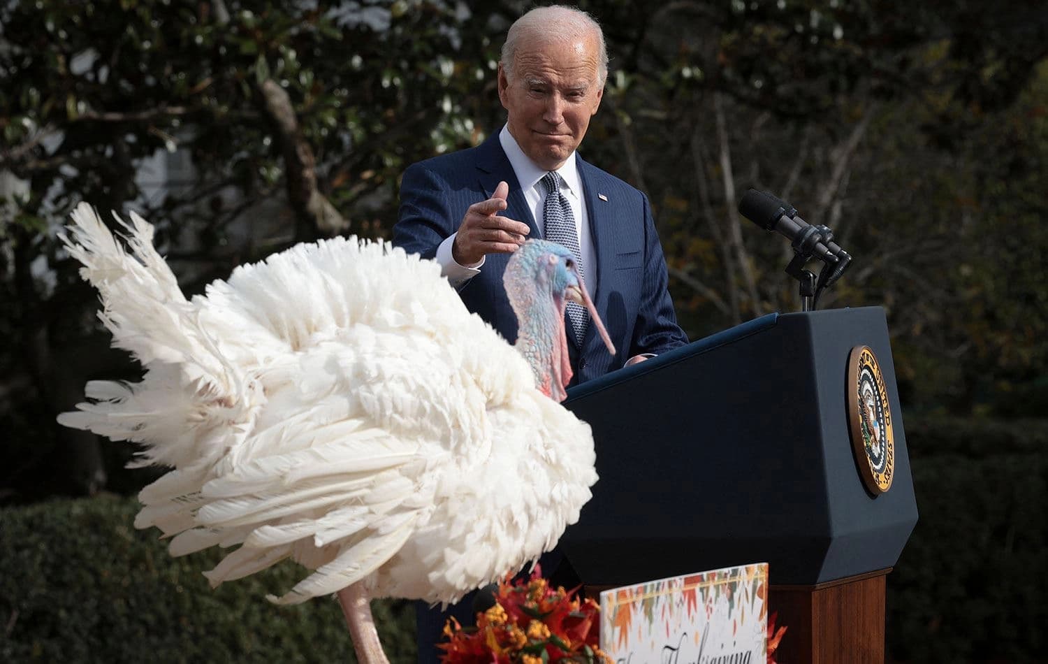 ABD Başkanı Joe Biden, Beyaz Saray'da düzenlenen törende Ulusal Şükran Günü hindileri Liberty (fotoğrafta) ve Bell'i affetti. / AFP
