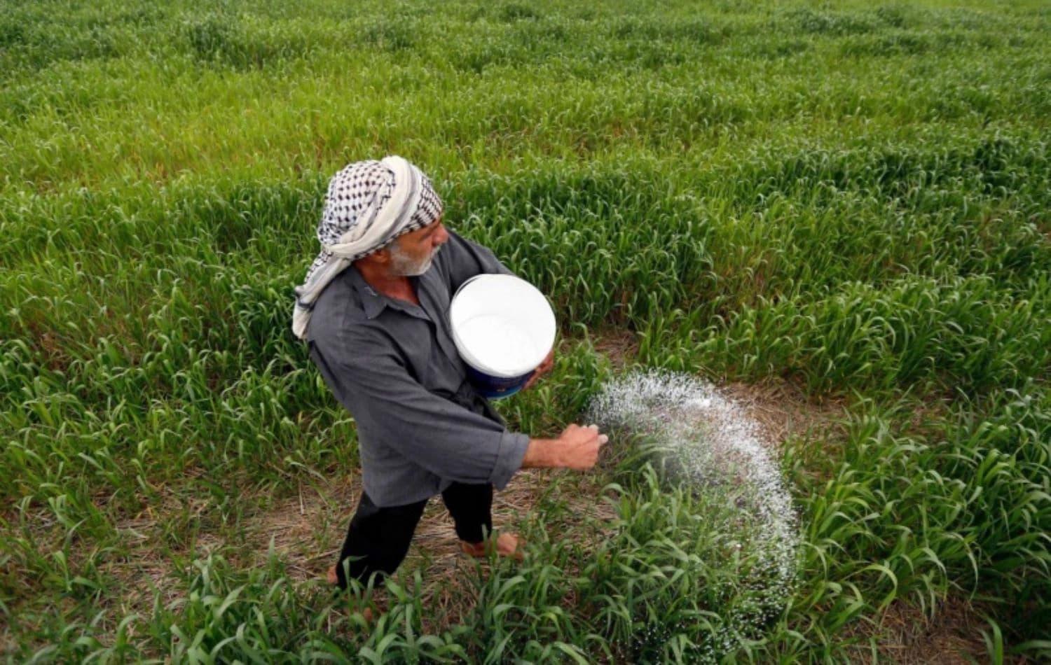 کێڵگەیەکی برنج لە عێراق. 