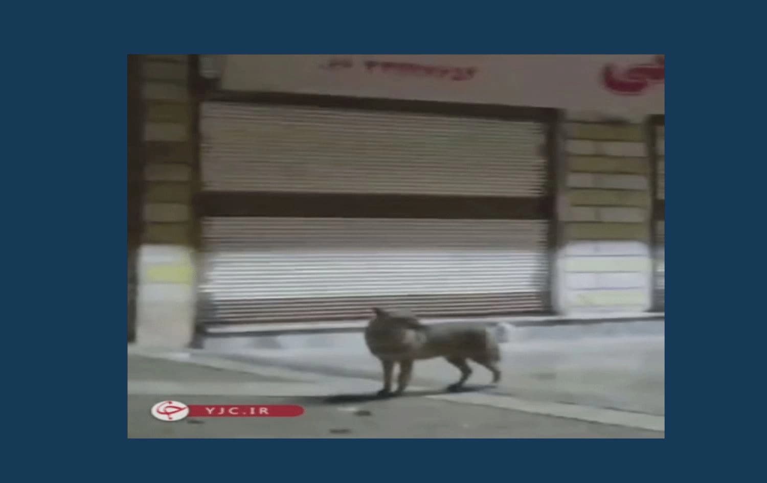 دیمەنی یەکێک لە گورگەکان