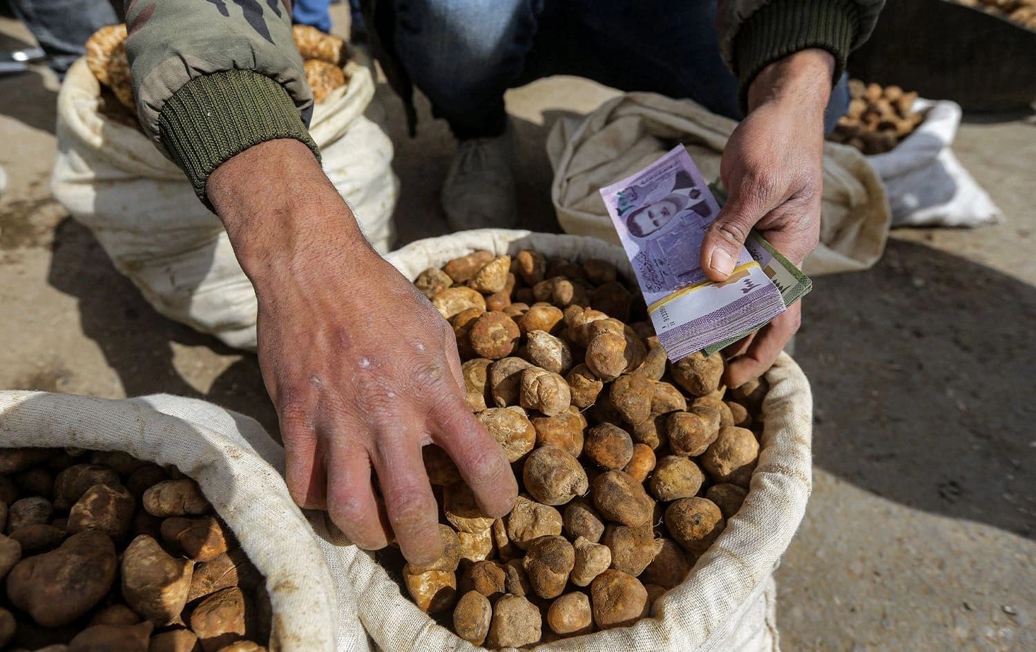 A merchant sorts through desert truffles at a stall in a market in the city of Hama in Syria on March 6, 2023. Photo: Louai Beshara/AFP