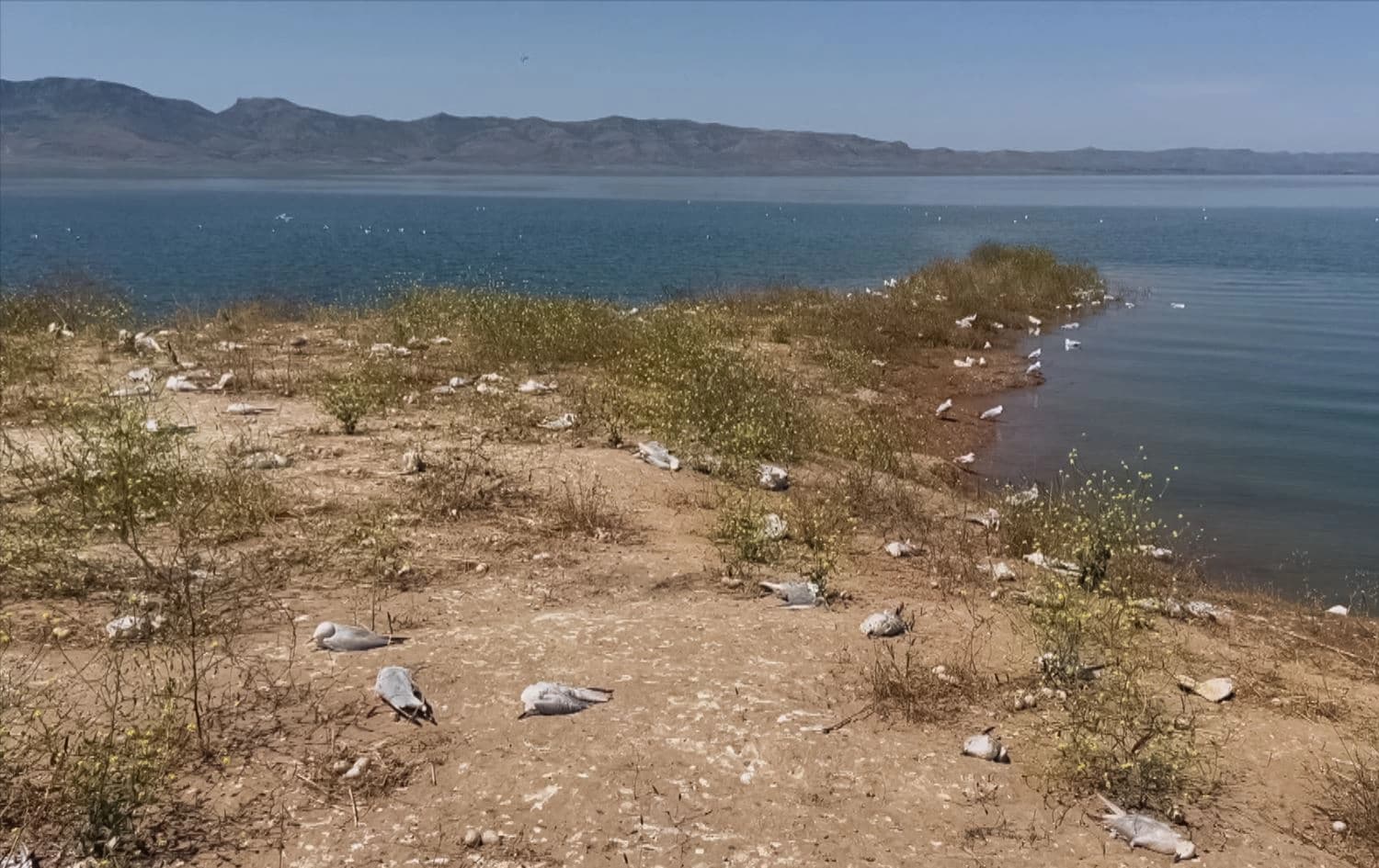 Numerous seagulls found dead near Dukan dam in Sulaimani province on May 10, 2024. Photo: Rudaw