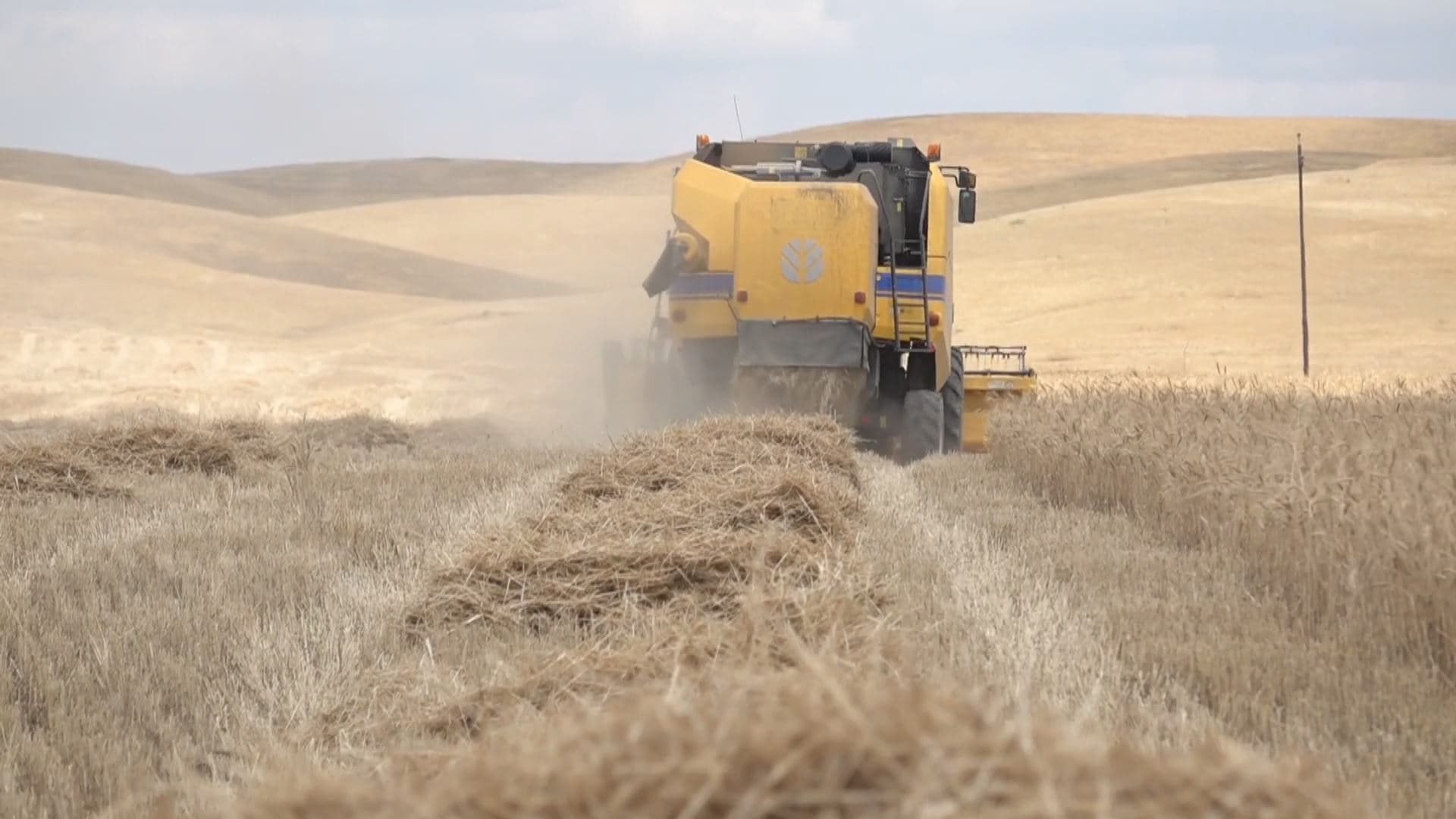 Kurdish farmers harvest their farmland in Kirkuk on May 16, 2024. Photo: Rudaw 