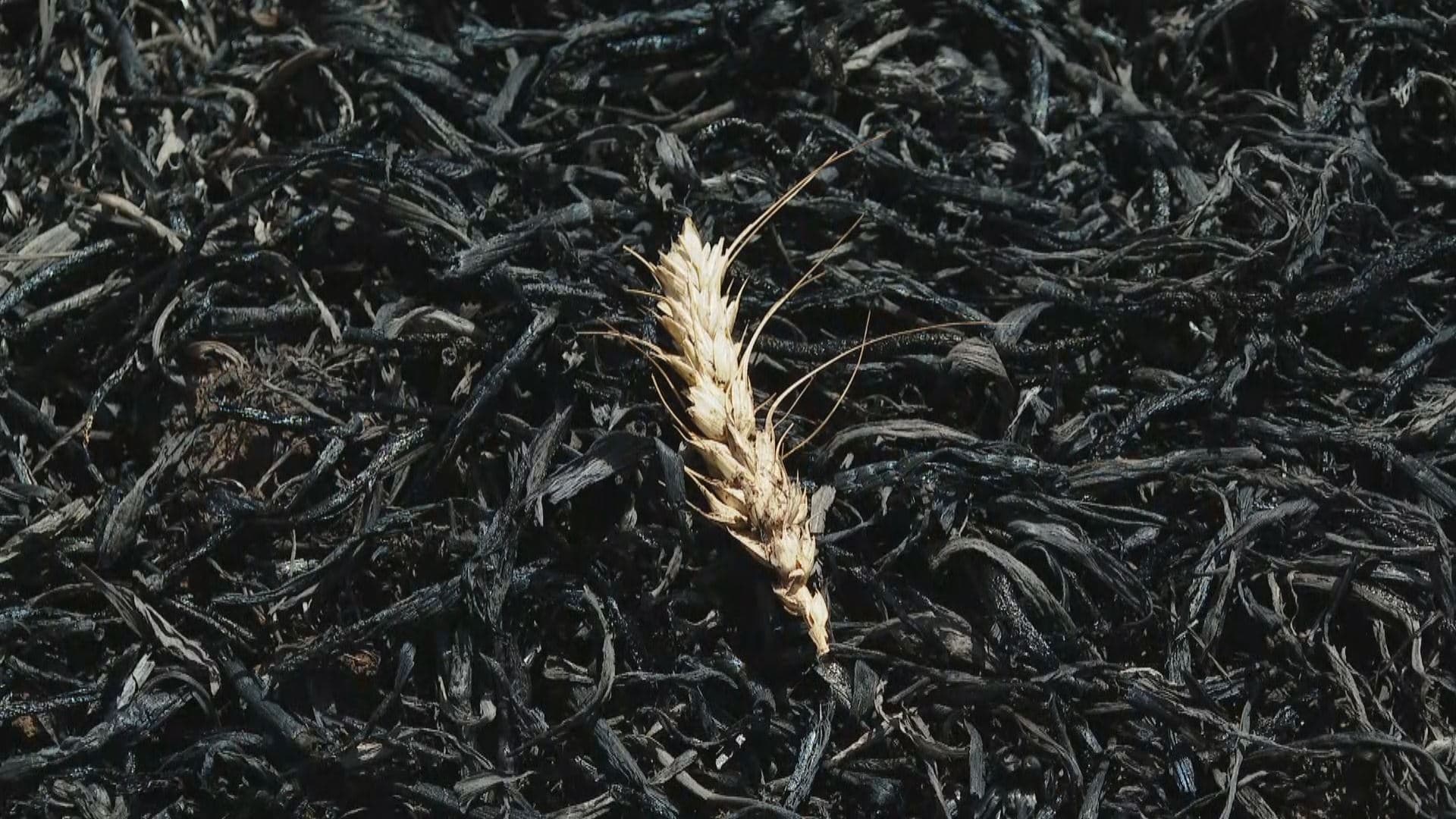 بەرهەمی گەنم کە بەهۆی سووتانەوە لەنێوچووە لە هەرێمی کوردستان