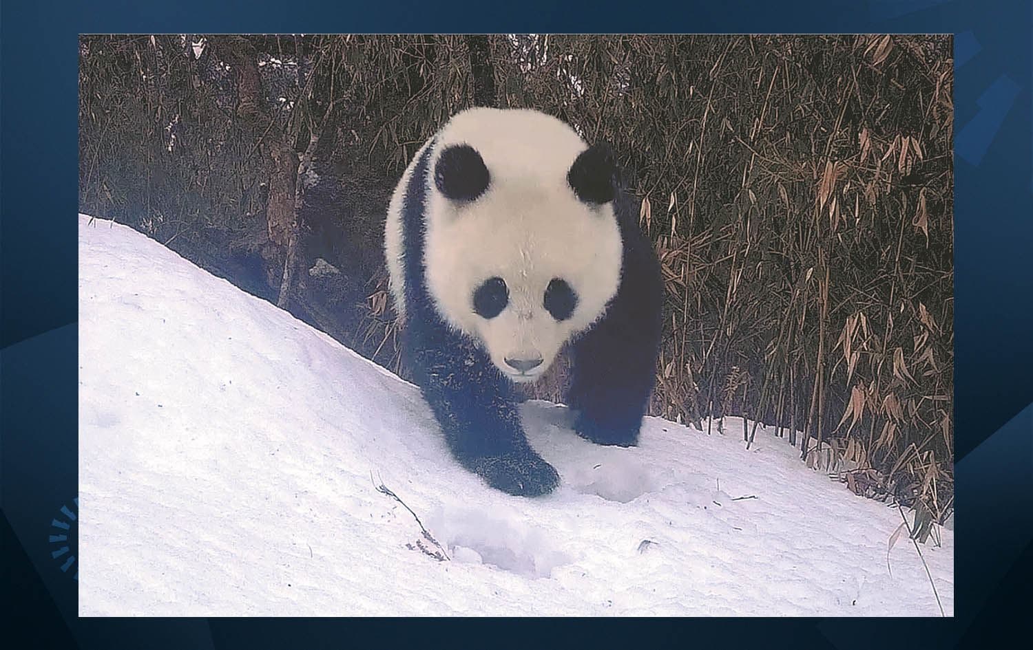 پاندایەکی کێوی. وێنە: Xinhua