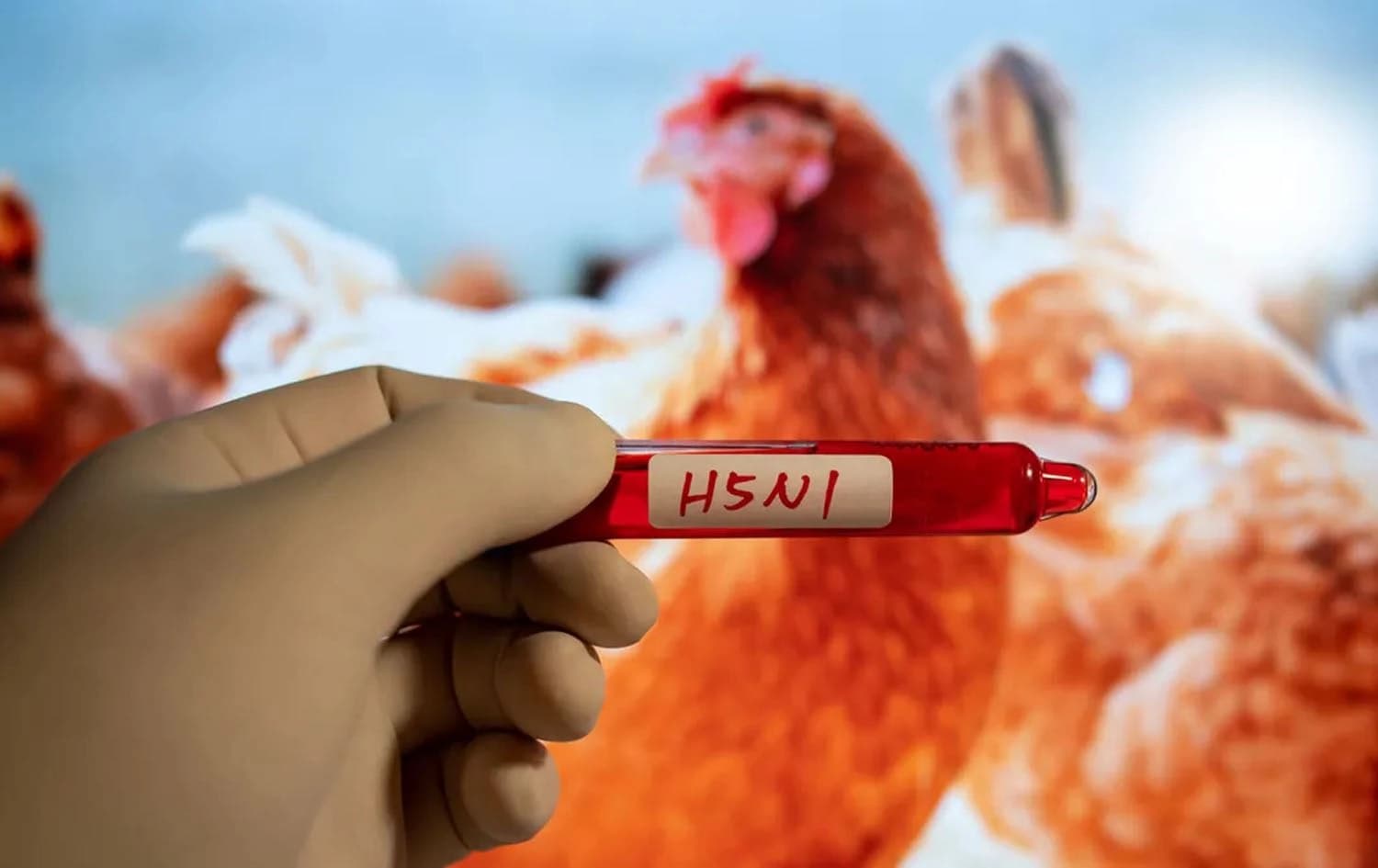 ئەنفلوەنزای باڵندە H5N1