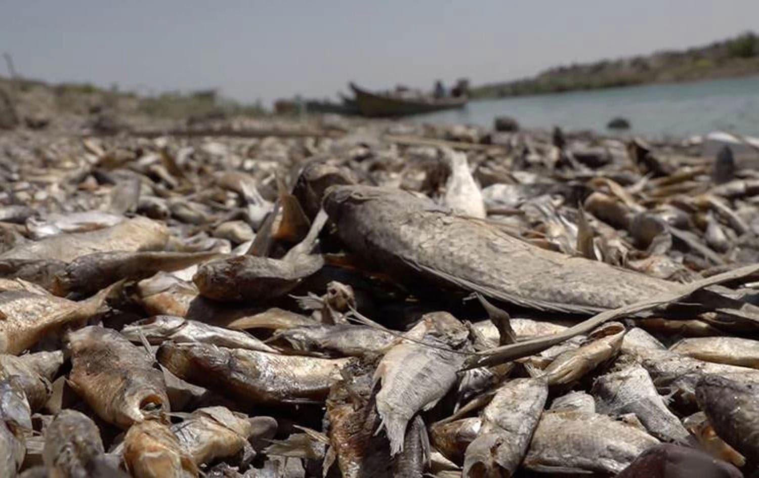 Dead fish in Maysan river in July 2023. File photo: Rudaw