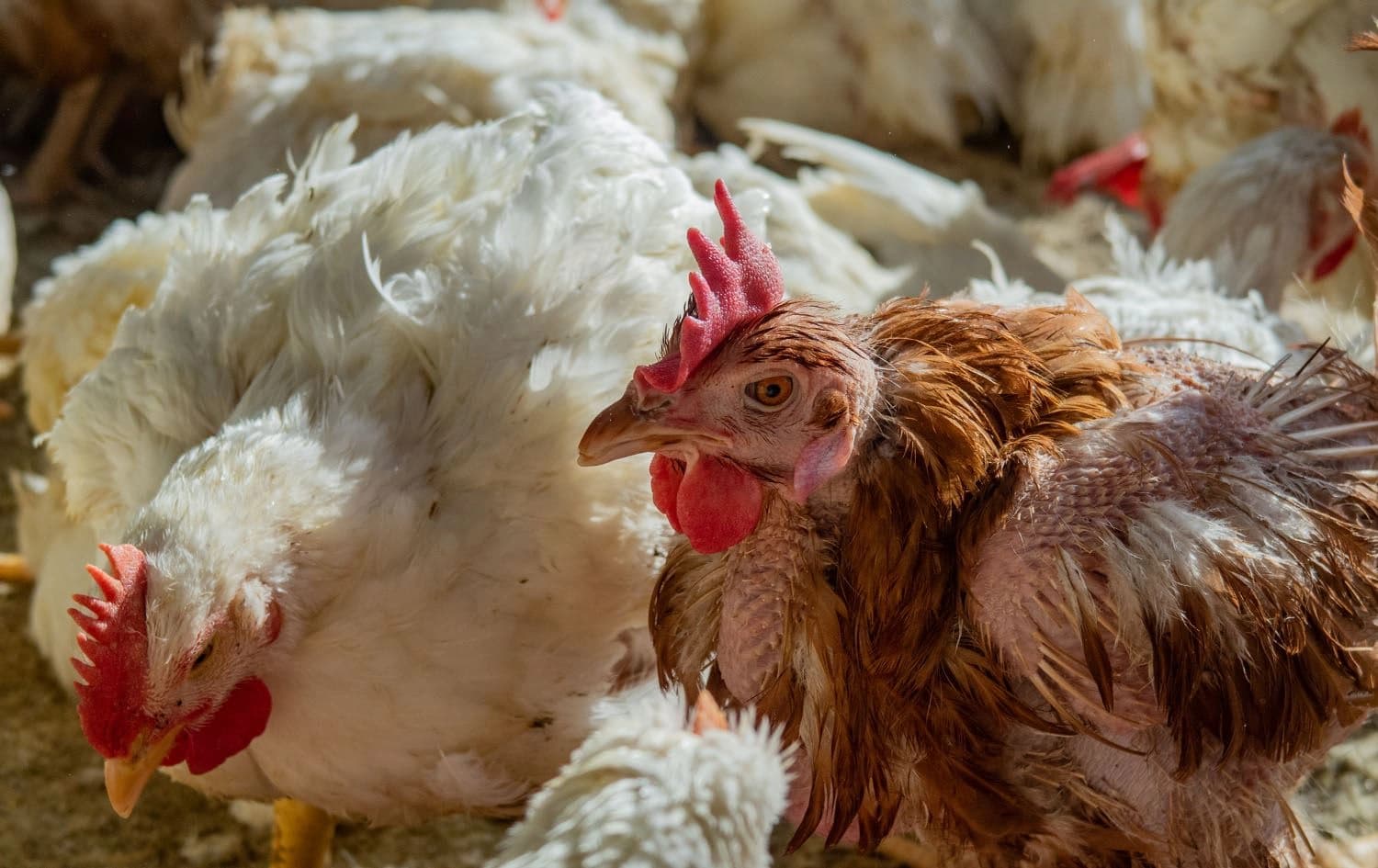 A chicken in an Erbil bazaar. Photo: Bilind T. Abdullah/Rudaw