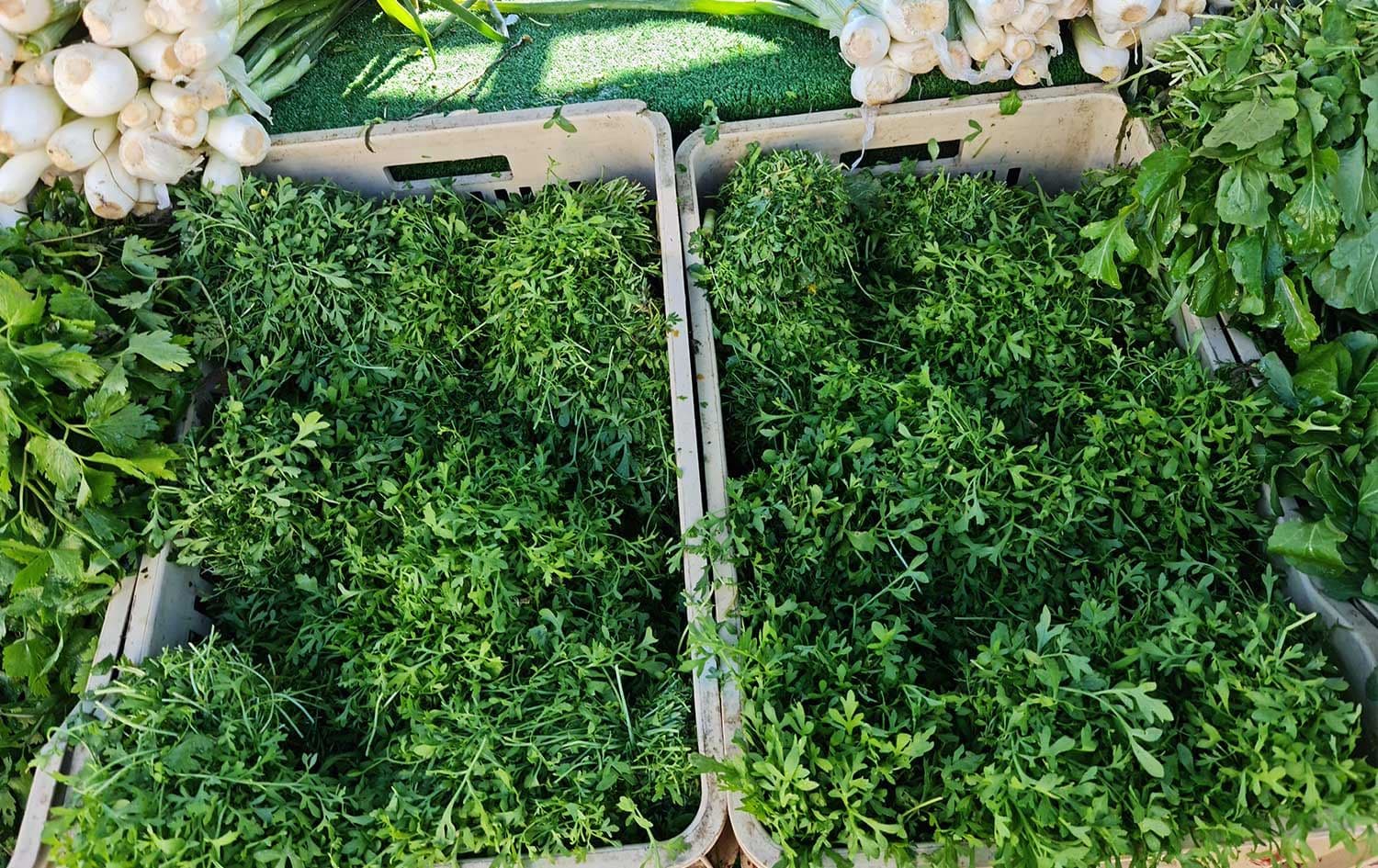 سەوزە؛ وێنە: بڵند تاهیر - رووداو