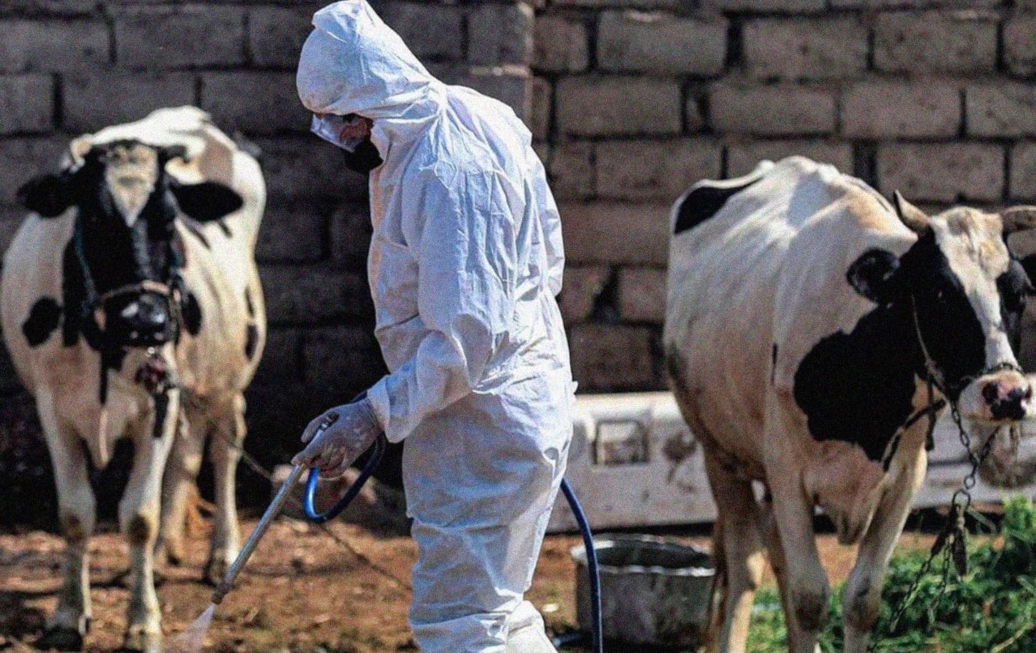 An employee of the Iraqi health ministry's veterinarian department disinfects, as a precaution against the spread of Congo haemorrhagic fever, past cows at a farm in the southwestern Baghdad suburb of al-Bouaitha on May 22, 2023. Photo: AFP