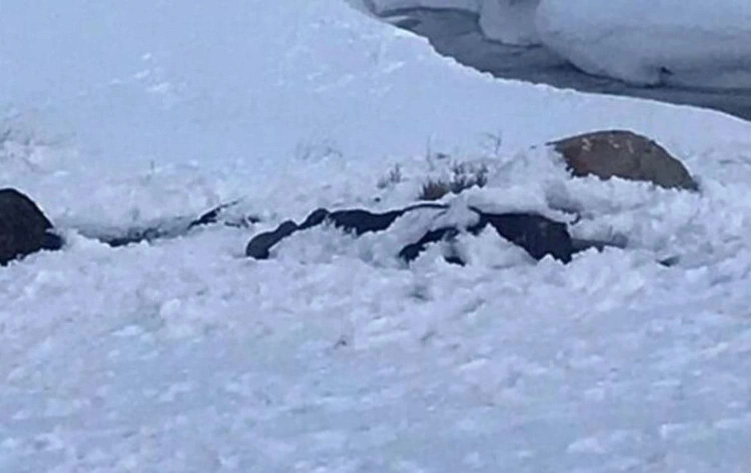 Cesetlerin bir aileye oldukları belirtildi - (Foto kaynak: Yüksekovahalkinsesi)