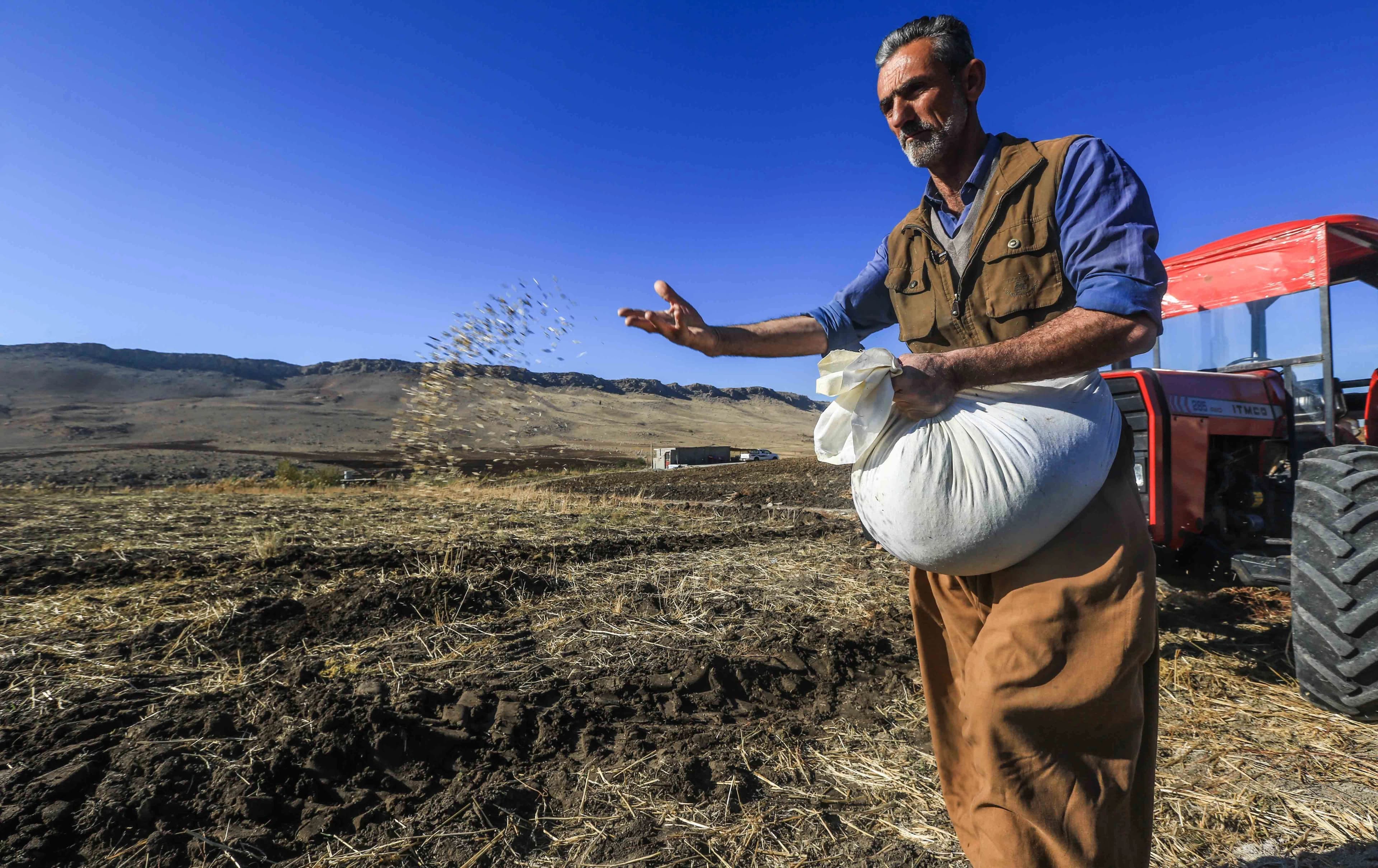 جووتیارێک لەکاتی چاندنی گەنمدا