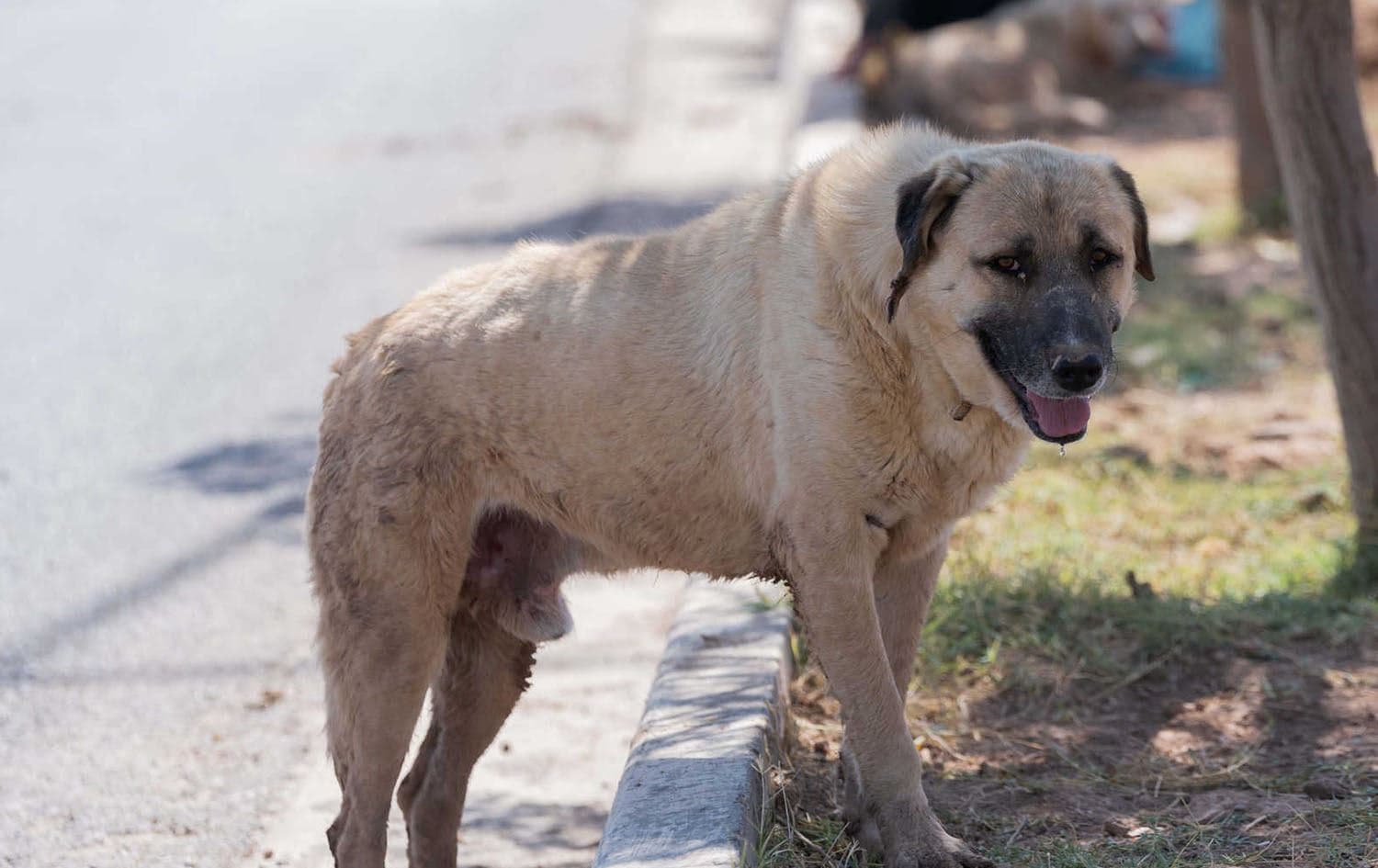 A stray dog pictured on a street in Koya, Kurdistan Region in June 2021. File photo: Bilind T. Abdullah/Rudaw