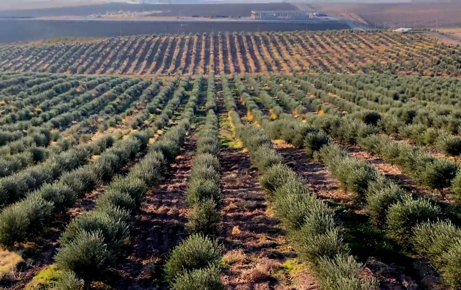 An olive farm in Duhok province. Photo: Rudaw